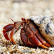 Hermit Crab Care Guide Laai af op Windows