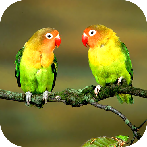 Parrot Wallpaper 2024 logo