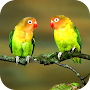 Parrot Wallpaper 2023