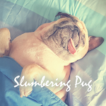 Cover Image of 下载 Slumbering Pug Theme +HOME  APK