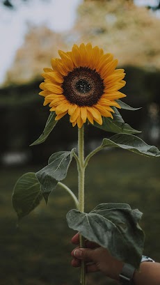 Sunflower Wallpapersのおすすめ画像4