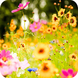 Spring Flowers Wallpaper icon