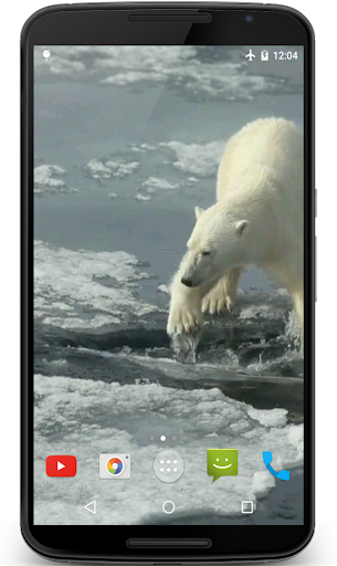 Android application Polar Bear Video Wallpaper screenshort
