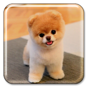 Puppy Live Wallpaper  Icon