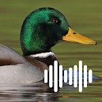 Cover Image of Descargar Duck hunting calls  APK