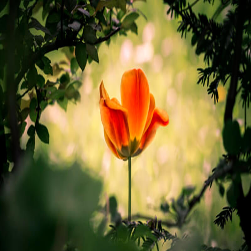 اجمل الحكم في الحياة