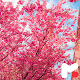 Cherry Blossom Wallpapers Download on Windows