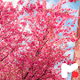 Cherry Blossom Wallpapers