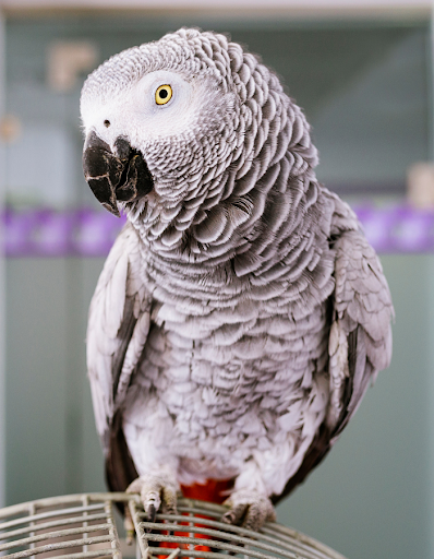 The Parrot The Bird Multicolor