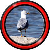 Seagull Live Wallpapers icon