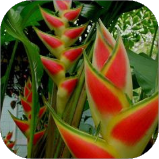 Bunga Heliconia Merah Download on Windows