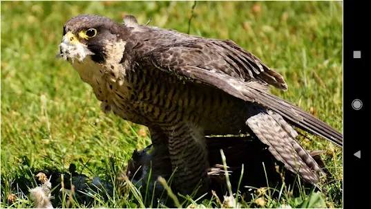 Schöne Falcon -Hintergründe