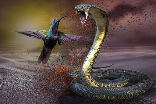 Android application Cobra jigsaw puzzles games screenshort