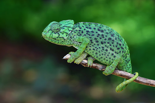 Android application Chameleon Wallpaper HD screenshort