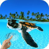 Turtle Underwater 3D Wallpaper icon