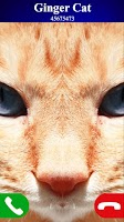screenshot of fake call cat game
