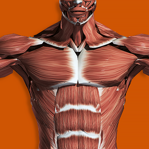 Muscular System 3D (anatomy) 2.7 Icon