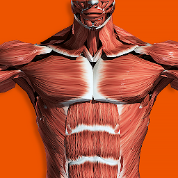 图标图片“Muscular System 3D (anatomy)”