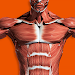 Muscular System 3D (anatomy) APK