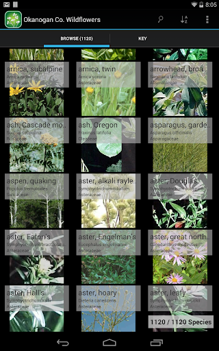 Iowa Wildflower Finder Screen 3