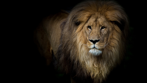 Android application 4k animals screenshort