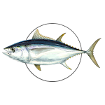Cover Image of Download MadeiraFish  APK