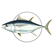 MadeiraFish