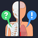 Anato Trivia - Quiz sobre Anatomía Humana