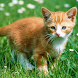 cute cat hd wallpaper - Androidアプリ
