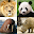 Animals Quiz Learn All Mammals Download on Windows