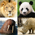 Animals Quiz Learn All Mammals