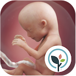 Cover Image of ดาวน์โหลด แอพตั้งครรภ์ & Baby Tracker  APK