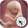 Pregnancy App & Baby Tracker