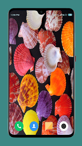 HD Seashell Wallpaper