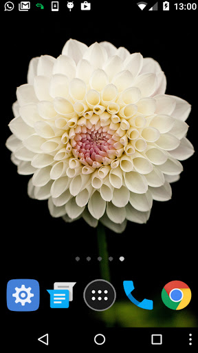 dahlia flower wallpaper Screen 2