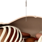 Pneumoperitoneum in humans