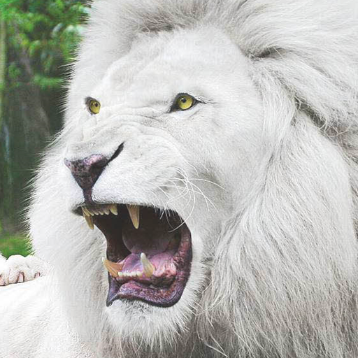 White Lion those eyes ❤ Gatos bonitos, Fotos de leones, León albino