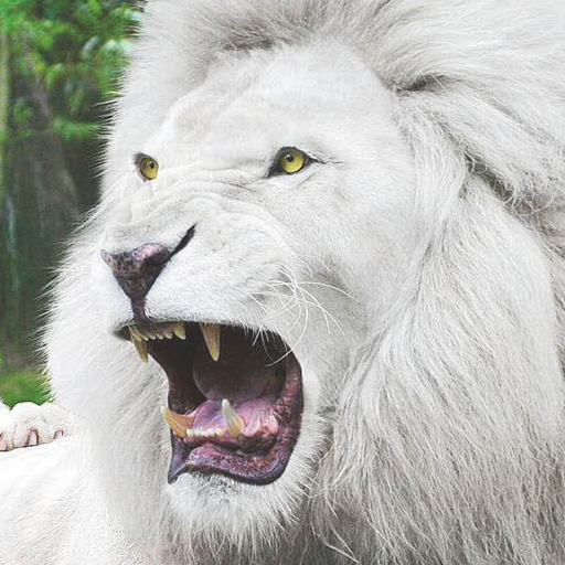 White Lion Wallpaper  Icon