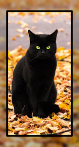 Black Cat Wallpaper Cute HD