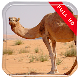 Camels & Helicopter LWP icon