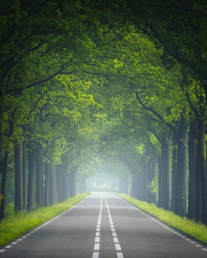 Green Garden Wallpaper