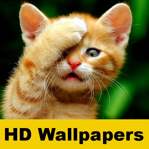 Cat wallpapers and funny pics  Icon