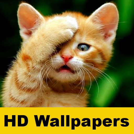 Cute Cat Wallpaper - Apps on Google Play