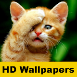 Cat wallpapers and funny pics icon