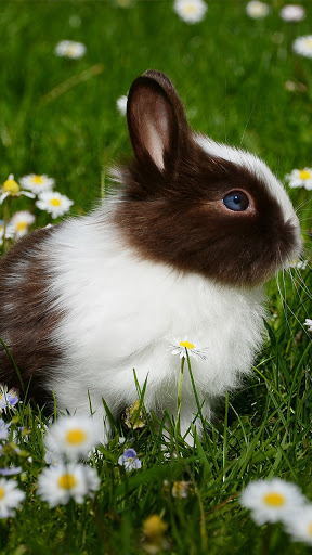 Android application fluffy animal wallpaper screenshort