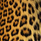 GO SMS Cheetah Theme icon