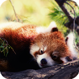 Red Panda Live Wallpaper icon