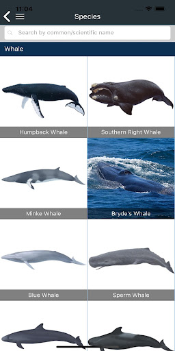 Marine Fauna sightings Screen 2