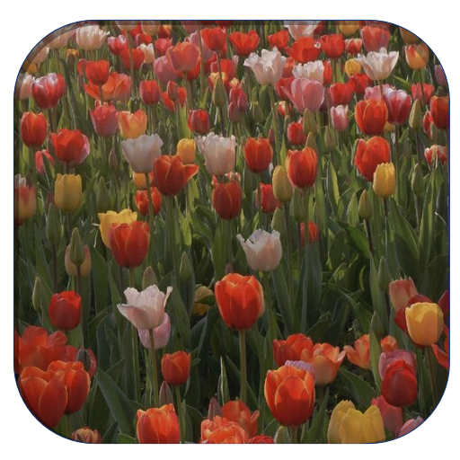 Tulip Wallpaper HD Download on Windows