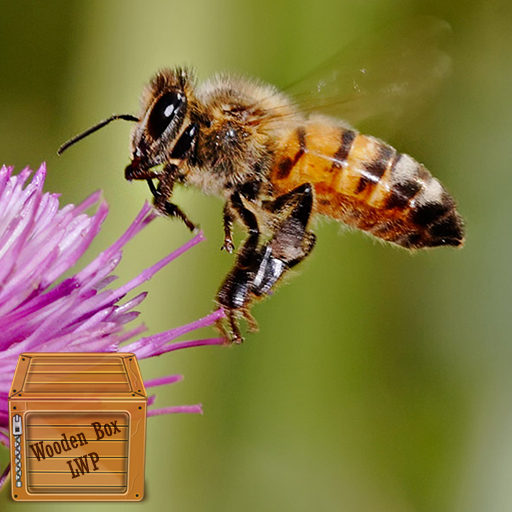 honey bee wallpaper logo